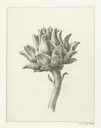 Artischocke