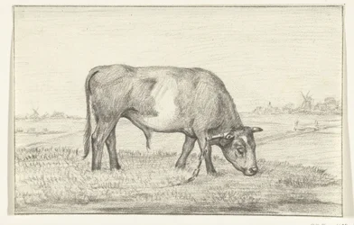 Weidender Stier auf einer Wiese, nach rechts