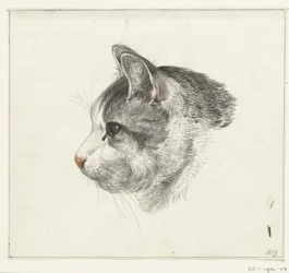 Kopf einer Katze, nach links
