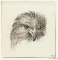Kopf eines Raubvogels