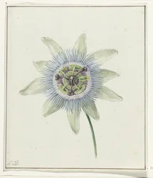 Passionsblume