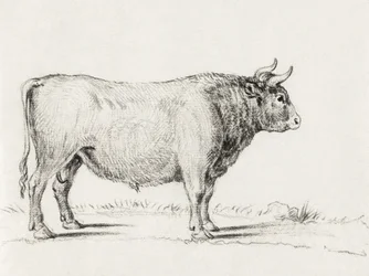 Stehender Stier