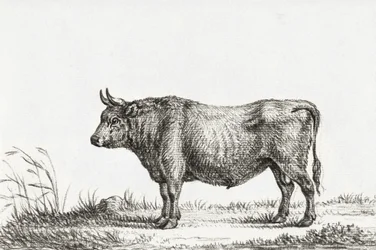 Stehender Stier
