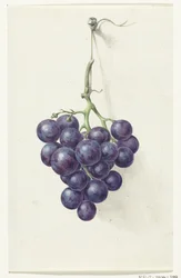 Traube blauer Weintrauben