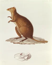 Das Wallaby oder Kurzschwanzkänguru (Setonix brachyurus), Illustration aus Voyage de la Corvette l