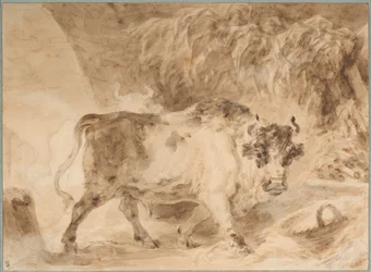 Stier der römischen Campagna