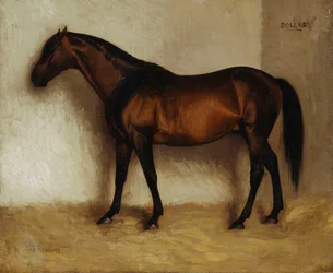 Dollar, ein brauner Jäger in einer Box