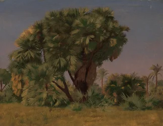 Studie von Palmen