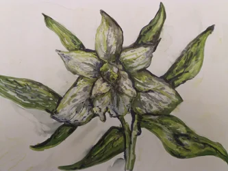 Grüne Orchidee