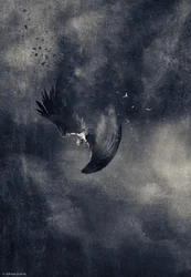 Fallender Dunkler Vogel