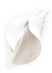 Weiße ruhige Kurven