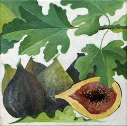 Feigen