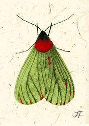 Fliegenmotte, 2024