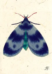 Indigo-Motte, 2024