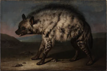 Die Hyäne im Menagerie am Schloss Frederiksberg