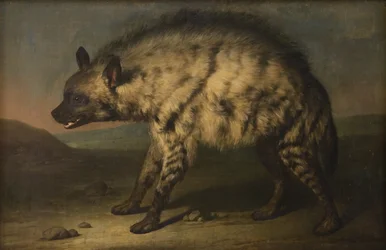 Die Hyäne im Menagerie am Schloss Frederiksberg