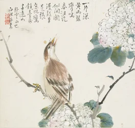 Ein chinesischer Hwamei