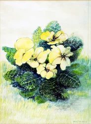 Blassgelbe Primel, 2005