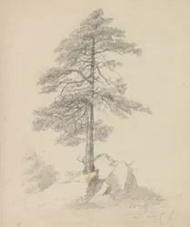 Kiefer und Klippen