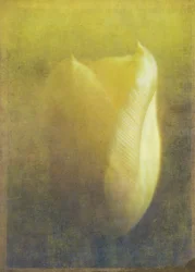 Tulpe