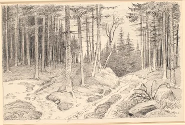 Hohlweg durch einen Tannenwald