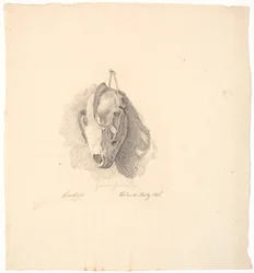 Hundeschädel