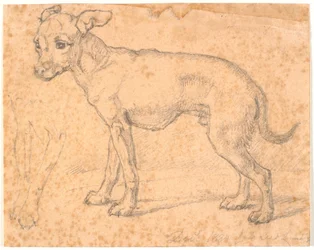 Stehender Hund