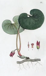 Haselwurz