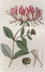 Geißblatt Lonicera periclymenum