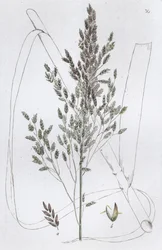Rohr-Süßgras