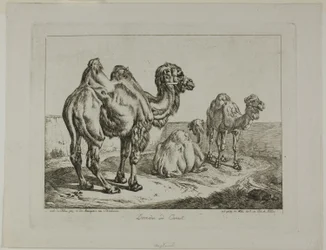 Dromedar und Kamel