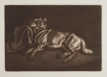Hund vom Spitztyp