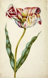 Tulpe, ca. 1660