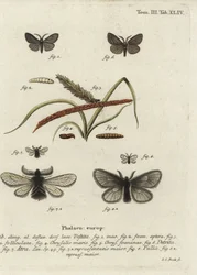 Canephora hirsuta, Ocneria detrita und Epichnopterix plumella