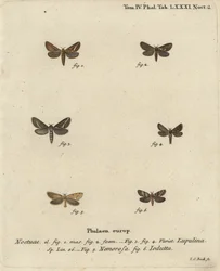 Gemeine Schnellmotte, Korscheltellus Lupulina, Goldene Schnellmotte, Phymatopus Hecta und Pharmacis Carna