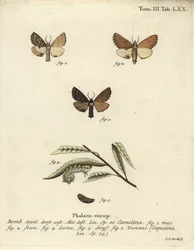 Kammzahnspinner, Ptilodon capucinus