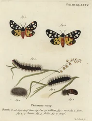 Cremefleck-Tigermotte, Epicallia villica