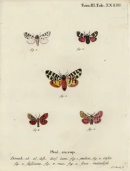 Diskrete Kapuzen- und Tigermotten