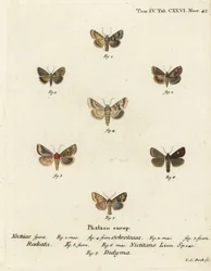 Dunkle Sallow, Eremobia ochroleuca 1,4, Cynaeda dentalis 2,3, Ohrmotte, Amphipoea oculea 5,6, und Gemeiner Rustik, Mesapamea secalis 7. Handkolorierter Kupferstich von Johann Carl Bock nach Eugenius Johann Christoph Espers Die Schmetterlinge in Abbildungen