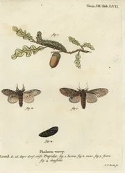 Große Hervorragende, Peridea anceps