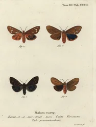 Große Tigermotten-Varianten, Arctia caja