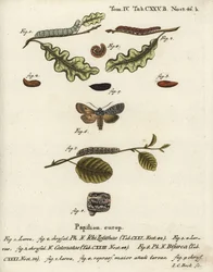 Grauer Schulterknoten, Lithophane ornitopus 1,2, gerüschte Kastanie, Agrochola helvola 3-5, Konformist, Lithophane furcifera 6-9. Handkolorierter Kupferstich von Johann Carl Bock nach Eugenius Johann Christoph Espers Die Schmetterlinge in Abbildungen