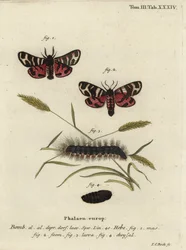 Hebe-Tigermotte, Arctia festiva
