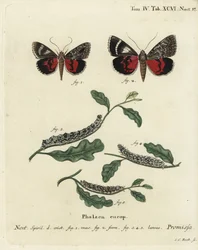 Hellrote Unterflügelmotte, Catocala promissa. Handkolorierter Kupferstich von Johann Carl Bock nach Eugenius Johann Christoph Espers Die Schmetterlinge in Abbildungen nach der Natur, Erlangen