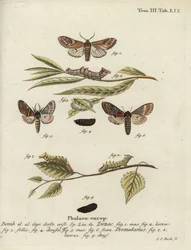 Kiesel-Prominent und Eisen-Prominent