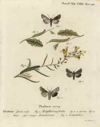 Rothaarige Kastanie, Conistra erythrocephala 1-4, Leinkraut-Brokat, Calophasia lunula 5 und Graue Schulterknoten, Lithophane ornitopus 6. Handkolorierter Kupferstich von Johann Carl Bock nach Eugenius Johann Christoph Espers Die Schmetterlinge in Abb