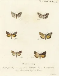 Gefleckte Klee, Schinia Scutosa, Epilecta Linogrisea, Guernsey Unterflügel, Polyphaenis Sericata und Stroh-Unterflügel, Thalpophila Matura