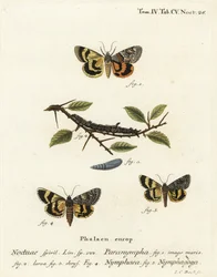 Süßfarn-Unterflügel, Catocala Antinympha, Catocala Nymphaea und Eichen-Gelber Unterflügel, Catocala Nymphagoga