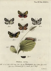 Holztigermotte, Parasemia plantaginis
