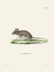 Ratte